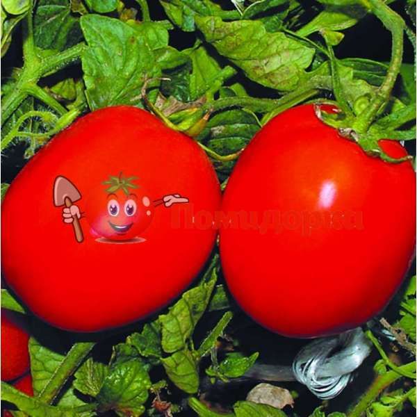 Томат ФУЗЕР F1 | FUZZER F1 Seminis, Фасовка - 1000 семян