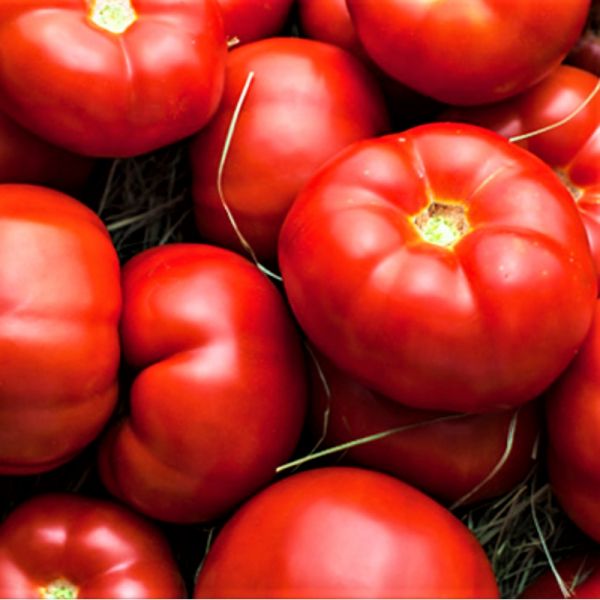 Томат ГРАВИТЕТ F1 | GRAVITET F1 Syngenta, Фасовка - 500 семян