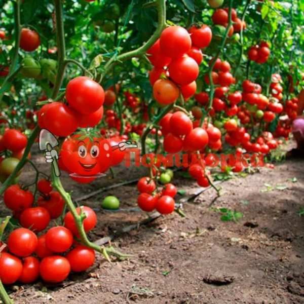 Томат КАБИНЕТ F1 | CABINET F1 Syngenta, Фасовка - 500 семян