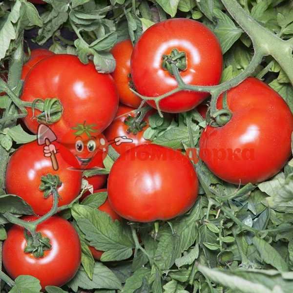 Томат ХАЙД (KS 835) F1| ХАЙД F1 Kitano, Фасовка - 1000 семян