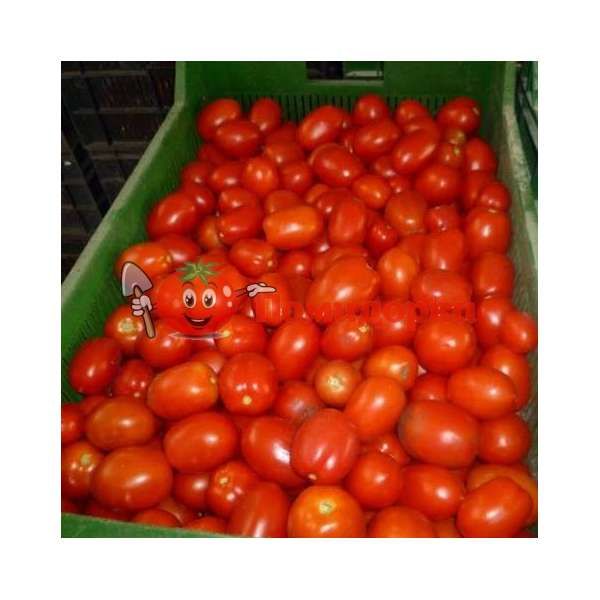 Томат ХАЙПИЛ 108 F1 | HYPEEL F1 Seminis, Фасовка - 1000 семян