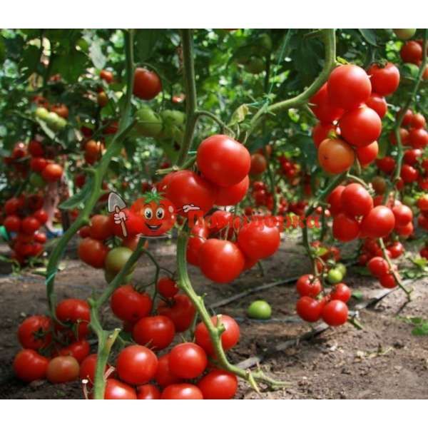 Томат ХИТОМАКС F1 | HITOMAX F1 Kitano, Фасовка - 1000 семян