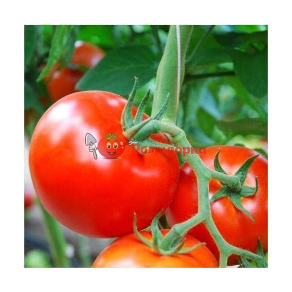 Томат КЛАРАБЕЛЛА F1 | CLARABELLA F1 Rijk Zwaan, Фасовка - 100 семян
