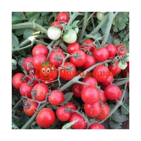 Томат КОНОРИ F1 | KONORI F1 Kitano, Фасовка - 500 семян