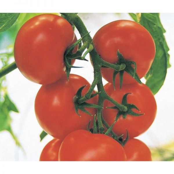 Томат Кристал F1 | Cristal F1 Clause, Фасовка - 5 гр