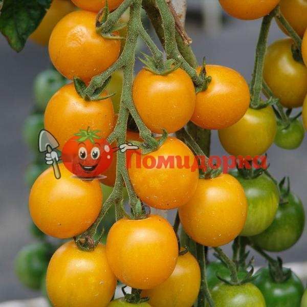 Томат KS 1549 F1 | KS 1549 F1 Kitano, Фасовка - 1000 семян