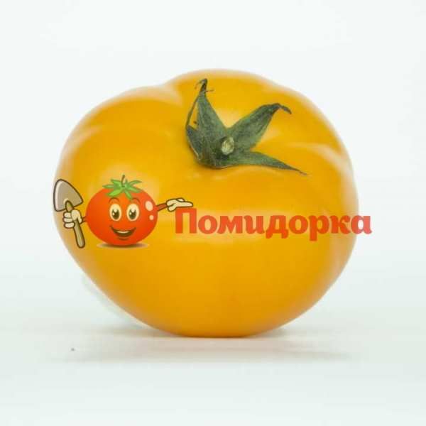 Томат НУКСИ (KS 17) F1 | NUKSI F1 Kitano, Фасовка - 1000 семян