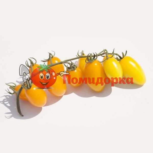 Томат KS 3670 F1 | KS 3670 F1 Kitano, Фасовка - 250 семян
