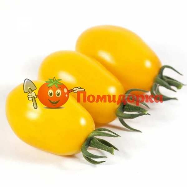 Томат KS 3690 F1 | KS 3690 F1Kitano, Фасовка - 1000 семян