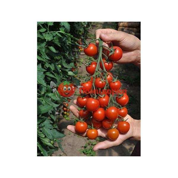 Томат KS 4559 F1 | KS 4559 F1 Kitano, Фасовка - 1000 семян