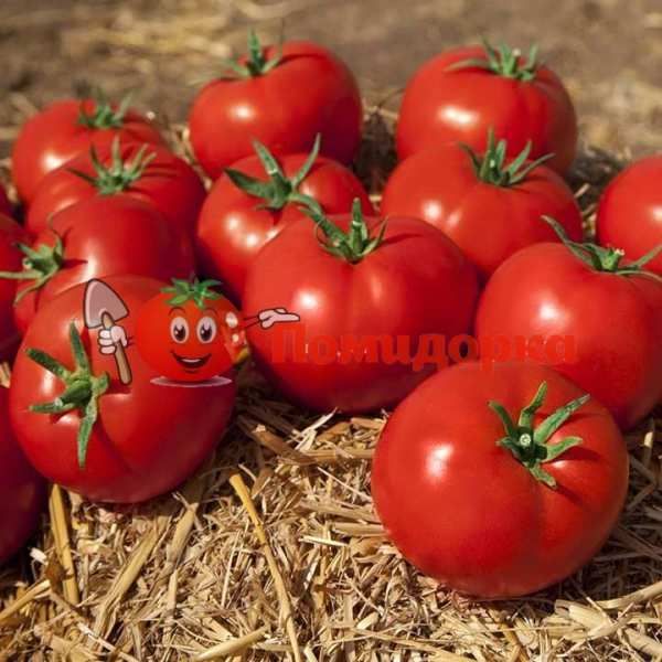 Томат КАМИ (KS 898) F1 | KAMI F1 Kitano, Фасовка - 1000 семян