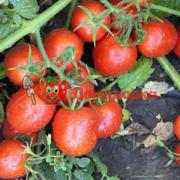 Томат KS 910 F1 | KS 910 F1 Kitano, Фасовка - 500 семян