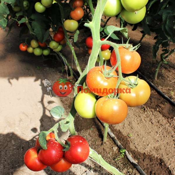 Томат ЛИЛОС F1 | LILOS F1 Rijk Zwaan, Фасовка - 100 семян