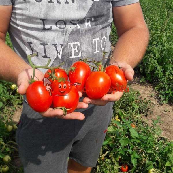 Томат ЛИОНА F1 | LIONA F1 Clause, Фасовка - 5000 семян