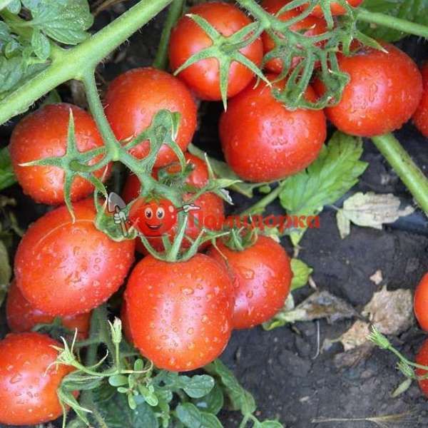 Томат ЛИТТАНО F1 | LITANO F1 Clause, Фасовка - 5000 семян