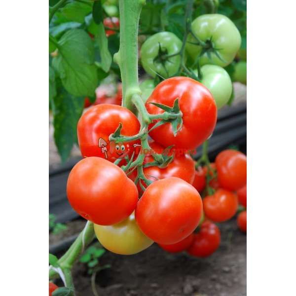 Томат ЛОГУР F1 | LOGURE F1 Rijk Zwaan, Фасовка - 100 семян