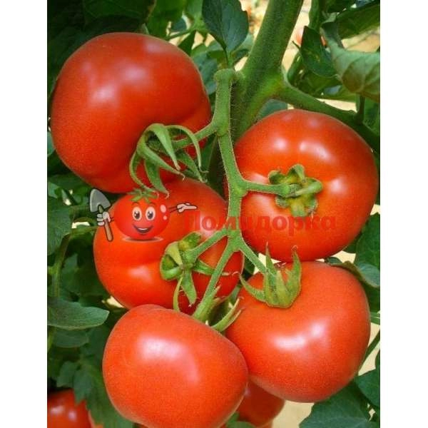 Томат МАГНУС F1| MAGNYS Seminis, Фасовка - 250 семян