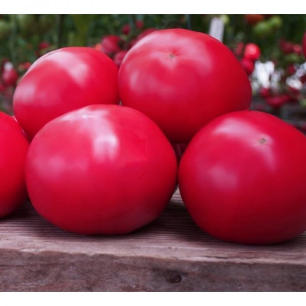 Томат Макан F1 | Macan F1 Clause, Фасовка - 1000 семян