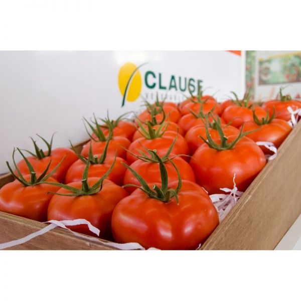 Томат Маско F1 | Masco F1 Clause, Фасовка - 250 семян