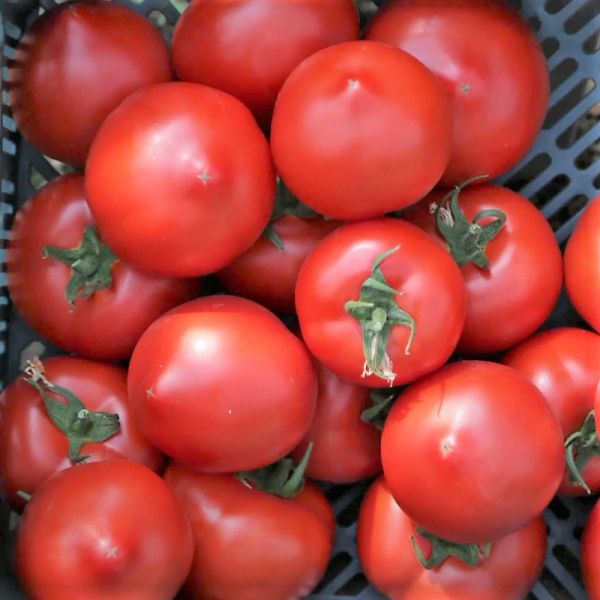 Томат МЕЛАНЕТ F1 | MELANET F1 Syngenta, Фасовка - 500 семян