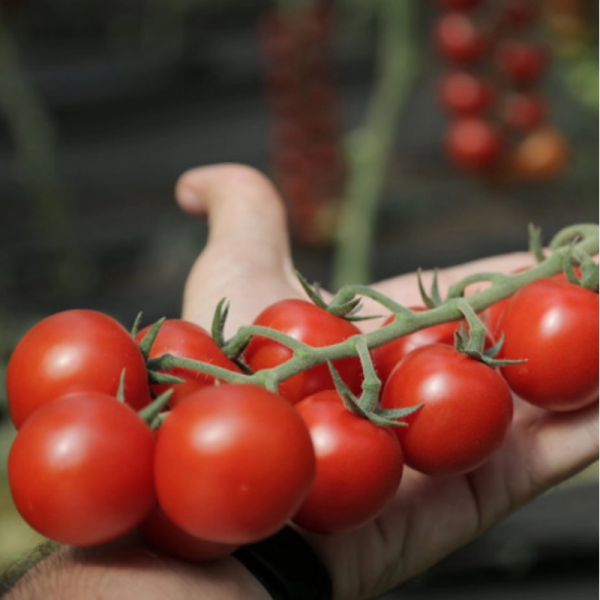Томат Миноприо F1 | Minoprio F1 Clause, Фасовка - 1000 семян
