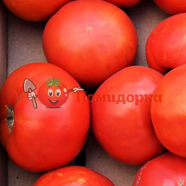 Томат МИРСИНИ F1 | MIRSINI F1 Seminis, Фасовка - 1000 семян