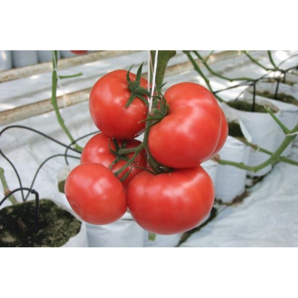 Томат Оазис F1 | Oazis F1 Clause, Фасовка - 1000 семян