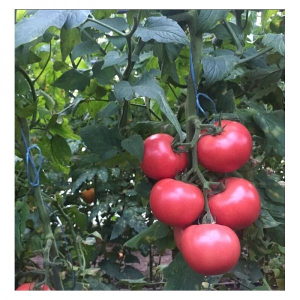 Томат Панамера F1 | Panamera F1 Clause, Фасовка - 1000 семян