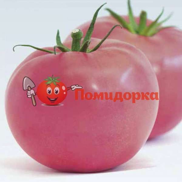 Томат ПАНДАРОЗА F1|PANDAROZA Seminis, Фасовка - 250 семян