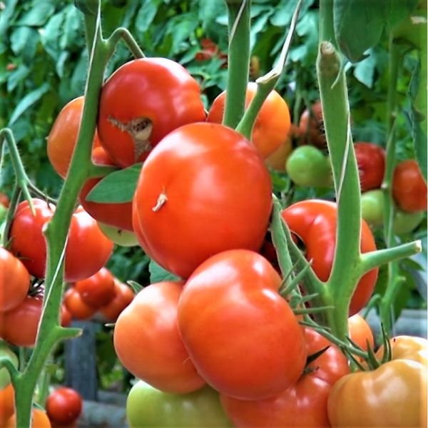 Томат ПАНЕКРА F1 | PANEKRA F1 Syngenta, Фасовка - 500 семян