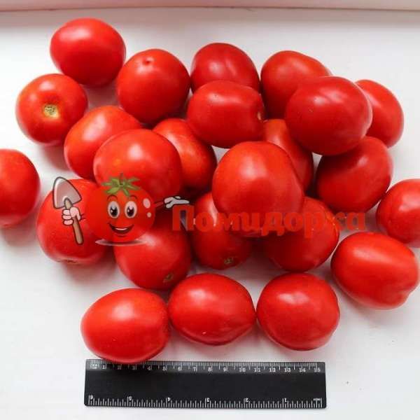 Томат ПЕРФЕТПИЛ F1 | PERFECTPEEL F1 Seminis, Фасовка - 25 000 семян