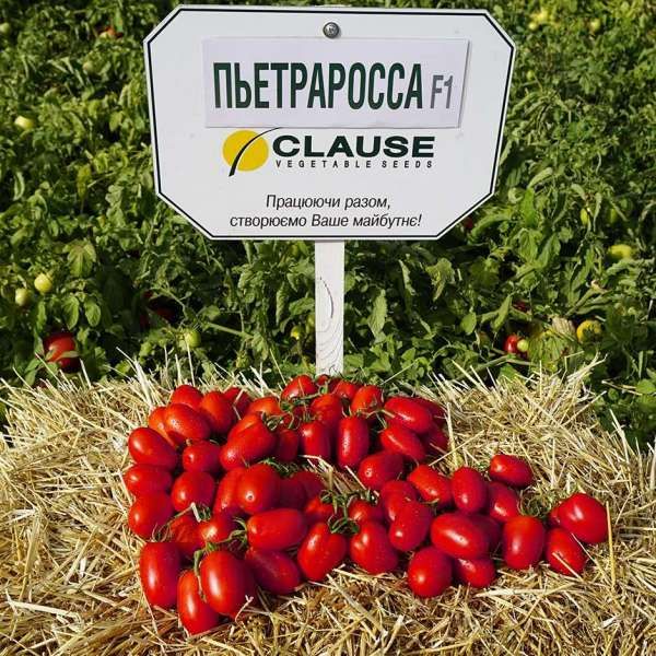 Томат Пьетра Росса F1 | Petra Rossa F1 Clause, Фасовка - 25 000 семян