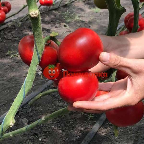 Томат ПЬЕТРО F1 | PIETRO F1 Clause, Фасовка - 1000 семян