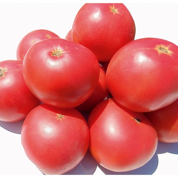 Томат Пинк Кристал F1 | Pinc Cristal F1 Clause, Фасовка - 1000 семян