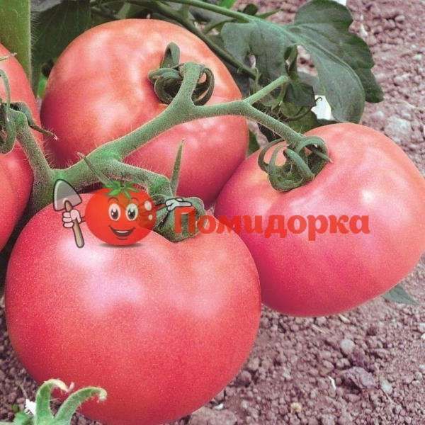 Томат ПИНК УНИКУМ F1|PINC YNIKYM Seminis, Фасовка - 500 семян