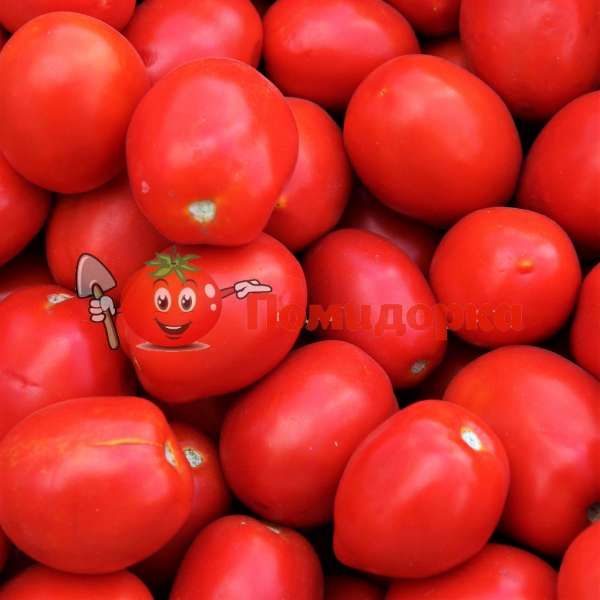 Томат РАПИТ F1 | RAPIT F1 Seminis, Фасовка - 25 000 семян