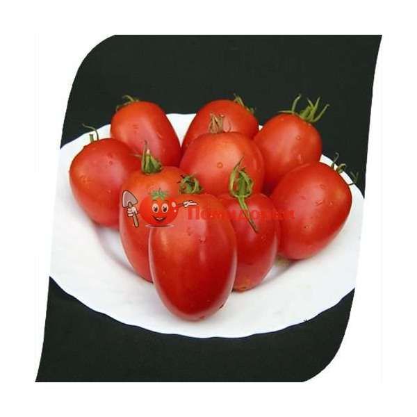 Томат РЕАКТОР F1 | REACTOR F1Clause, Фасовка - 25 000 семян