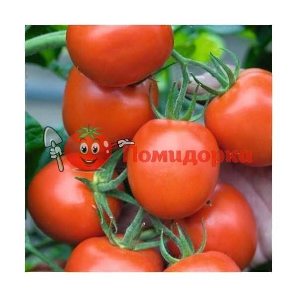 Томат РИЧИ F1 | RITCHY F1 Bejo, Фасовка - 5 грамм