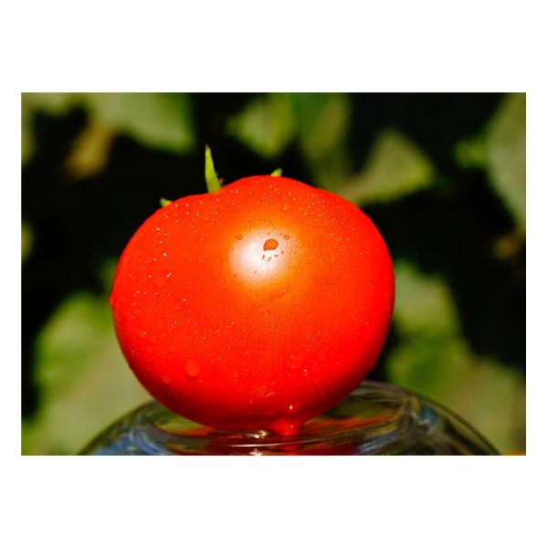 Томат Рихам F1 | Rixam F1 Clause, Фасовка - 5000 семян