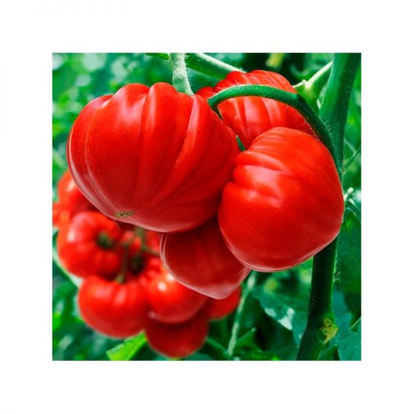 Томат Сарра F1 | Sarra F1 Clause, Фасовка - 250 семян