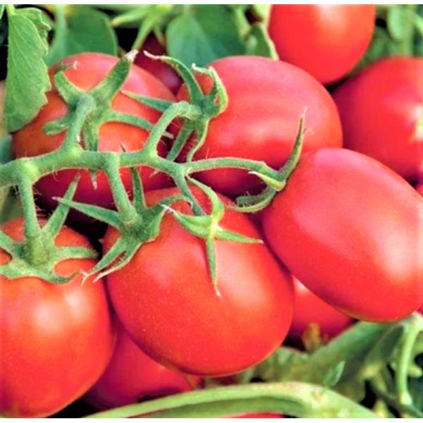 Томат СУОМИ F1 | SUOMI F1 Syngenta, Фасовка - 2500 семян