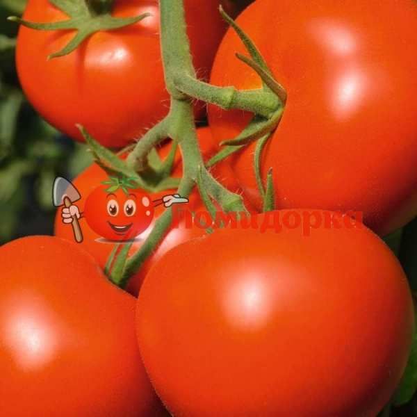 Томат ТОЙВО F1 | TOIVO F1 Bejo, Фасовка - 1000 семян