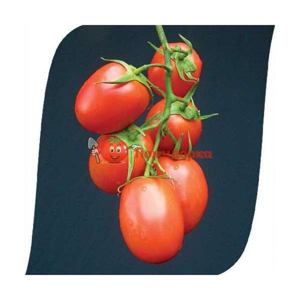 Томат ТЕНОРИО F1 | TENORIO F1 Clause, Фасовка - 5000 семян