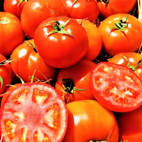 Томат ТЕРРА КОТТА F1 | TERRA COTTA F1 Syngenta, Фасовка - 1000 семян