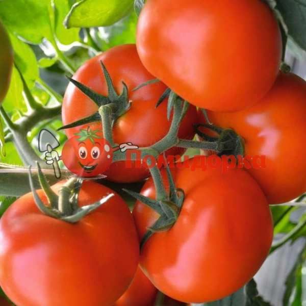 Томат ТОБОЛЬСК F1 | TOBOLSK F1 Bejo, Фасовка - 1000 семян