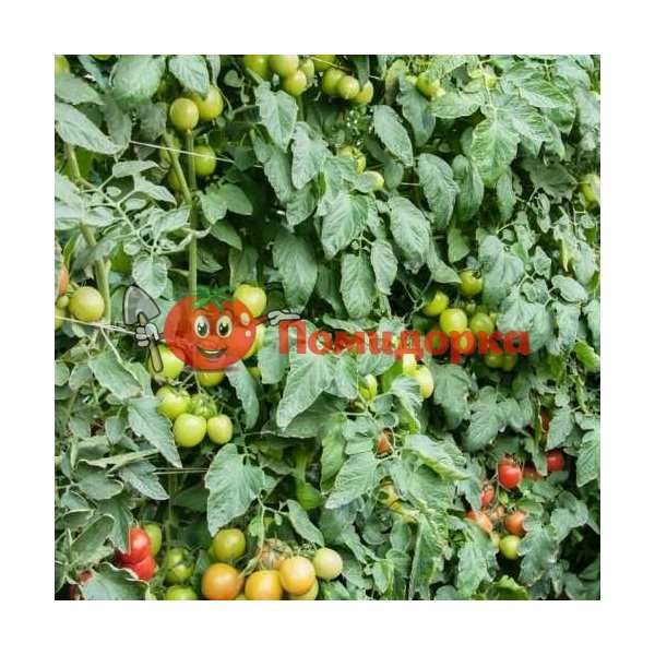 Томат ТОМАКО F1 | TOMAKO F1 Bejo, Фасовка - 1000 семян