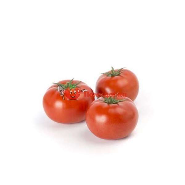 Томат УМАНЬЯ F1 | UMAGNA F1 Rijk Zwaan, Фасовка - 100 семян