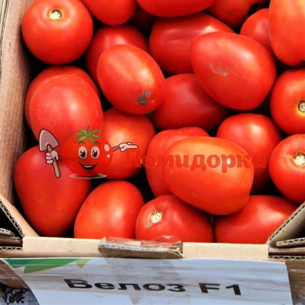 Томат ВЕЛОЗ F1|VELOZ F1 Seminis, Фасовка - 1000 семян