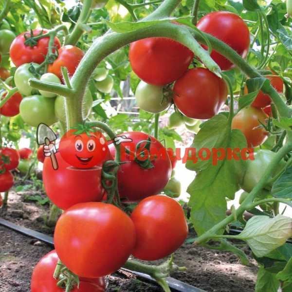 Томат ЯДВИГА F1 | AYDVIGA F1 Kitano, Фасовка - 1000 семян