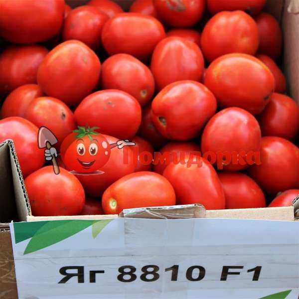 Томат ЯГ 8810 F1 | JAG 8810 F1 Seminis, Фасовка - 5000 семян